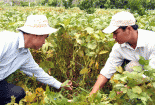 Cây trồng biến đổi gen - “Chìa khóa” đảm bảo an ninh lương thực